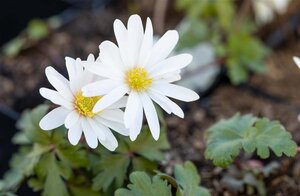 Anemone blanda 'White Splendour' geen maat specificatie 0,55L/P9cm - afbeelding 2