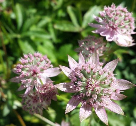 Astrantia maj. 'Florence' geen maat specificatie 0,55L/P9cm