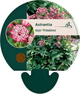 Astrantia maj. 'Primadonna' geen maat specificatie 0,55L/P9cm - afbeelding 1