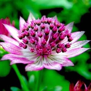 Astrantia maj. 'Primadonna' geen maat specificatie 0,55L/P9cm - afbeelding 2