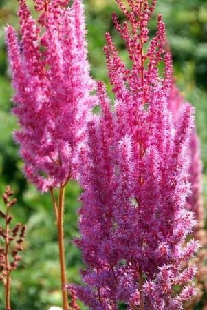 Astilbe c. 'Purpurlanze' geen maat specificatie 0,55L/P9cm - afbeelding 2