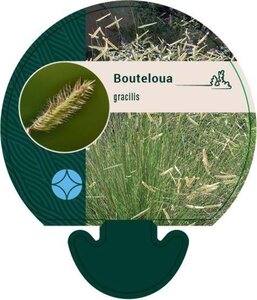 Bouteloua gracilis geen maat specificatie 0,55L/P9cm - afbeelding 2