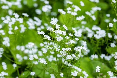 Brunnera macr. 'Betty Bowring' geen maat specificatie 0,55L/P9cm - afbeelding 1