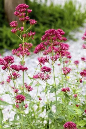 Centranthus ruber geen maat specificatie 0,55L/P9cm - afbeelding 1