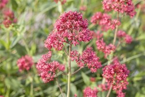 Centranthus ruber geen maat specificatie 0,55L/P9cm - afbeelding 2