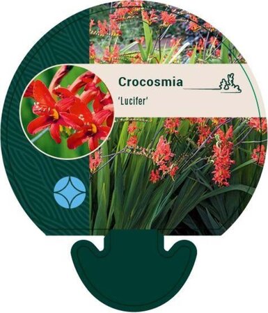 Crocosmia 'Lucifer' geen maat specificatie 0,55L/P9cm - afbeelding 3