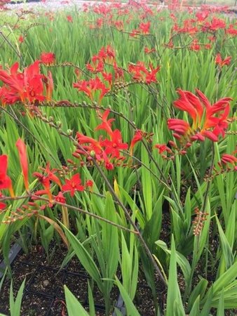 Crocosmia 'Lucifer' geen maat specificatie 0,55L/P9cm - afbeelding 2