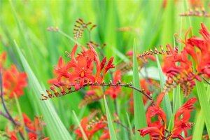 Crocosmia 'Lucifer' geen maat specificatie 0,55L/P9cm - afbeelding 1