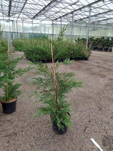 Cupressocyparis leylandii 80-100 cm cont. 4,0L - afbeelding 4