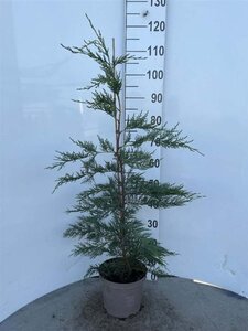 Cupressocyparis leylandii 80-100 cm cont. 4,0L - afbeelding 5