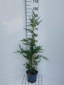 Cupressocyparis leylandii 80-100 cm cont. 4,0L - afbeelding 5