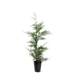 Cupressocyparis leylandii 80-100 cm cont. 4,0L - afbeelding 6