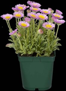 Erigeron gl. 'Sea Breeze' geen maat specificatie 0,55L/P9cm