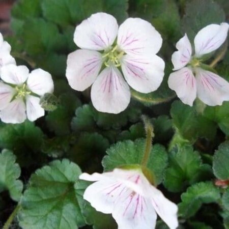 Erodium reichardii 'Album' geen maat specificatie 0,55L/P9cm - afbeelding 5