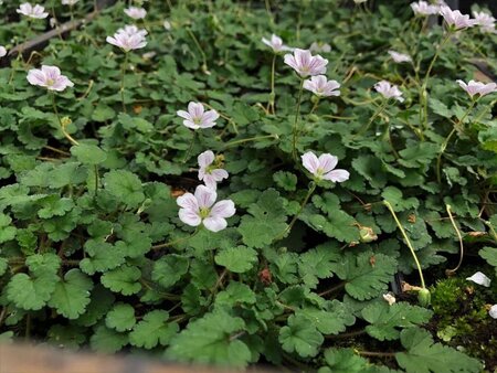 Erodium reichardii 'Album' geen maat specificatie 0,55L/P9cm - afbeelding 1