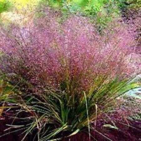 Eragrostis spectabilis geen maat specificatie 0,55L/P9cm - afbeelding 7