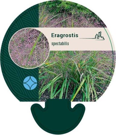 Eragrostis spectabilis geen maat specificatie 0,55L/P9cm - afbeelding 6