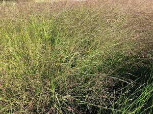 Eragrostis spectabilis geen maat specificatie 0,55L/P9cm - afbeelding 1