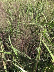 Eragrostis spectabilis geen maat specificatie 0,55L/P9cm - afbeelding 4