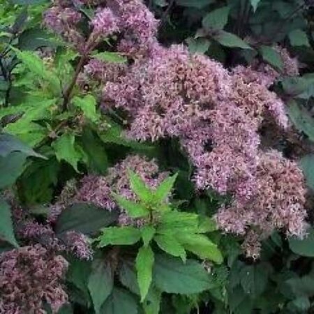 Eupatorium mac. 'Purple Bush' geen maat specificatie 0,55L/P9cm - afbeelding 2