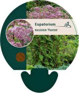 Eupatorium mac. 'Phantom' geen maat specificatie 0,55L/P9cm