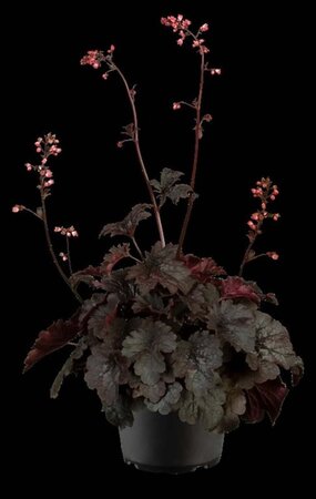 Heuchera 'Bella Notte' geen maat specificatie 0,55L/P9cm