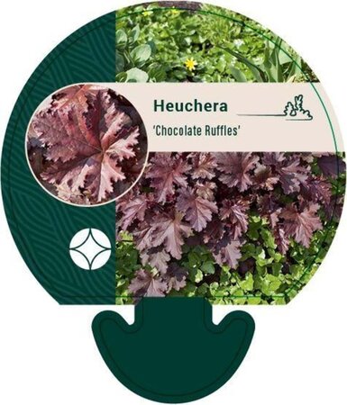 Heuchera 'Chocolate Ruffles' geen maat specificatie 0,55L/P9cm