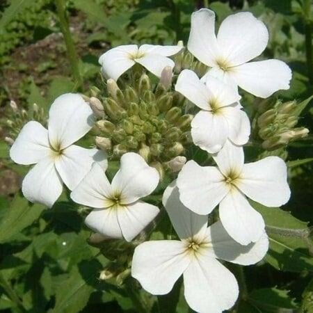 Hesperis matr. 'Alba' geen maat specificatie 0,55L/P9cm - afbeelding 3