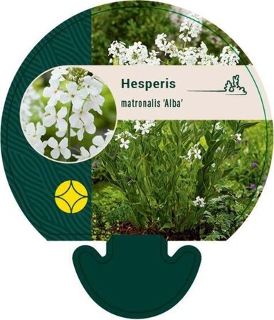 Hesperis matr. 'Alba' geen maat specificatie 0,55L/P9cm - afbeelding 2