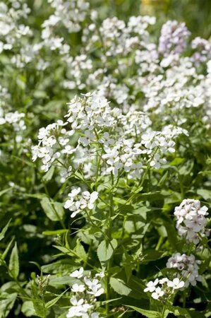 Hesperis matr. 'Alba' geen maat specificatie 0,55L/P9cm - afbeelding 1