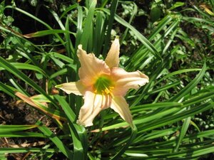 Hemerocallis 'Luxury Lace' geen maat specificatie 0,55L/P9cm