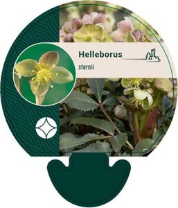 Helleborus sternii geen maat specificatie 0,55L/P9cm