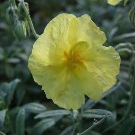 Helianthemum 'Wisley Primrose' geen maat specificatie 0,55L/P9cm