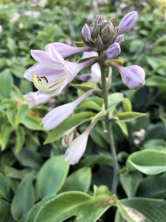 Hosta 'Halcyon' geen maat specificatie cont. 3,0L - afbeelding 2