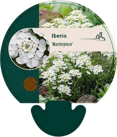 Iberis 'Masterpiece' geen maat specificatie 0,55L/P9cm - afbeelding 3