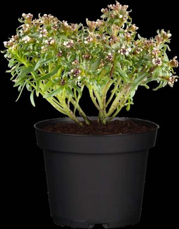 Iberis sempervirens geen maat specificatie 0,55L/P9cm - afbeelding 1