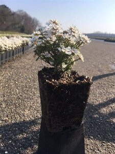 Iberis semp. 'Schneeflocke' geen maat specificatie 0,55L/P9cm - afbeelding 2