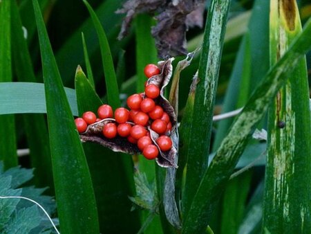 Iris foetidissima geen maat specificatie 0,55L/P9cm - afbeelding 2