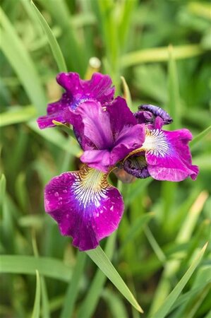 Iris sib. 'Ruffled Velvet' geen maat specificatie 0,55L/P9cm