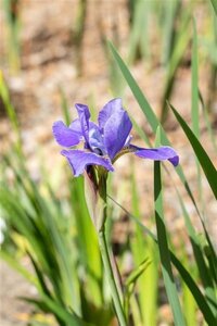 Iris sib. 'Silver Edge' geen maat specificatie 0,55L/P9cm - afbeelding 1