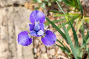 Iris sib. 'Silver Edge' geen maat specificatie 0,55L/P9cm - afbeelding 2