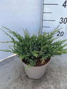 Juniperus h. 'Prince of Wales' 30-40 cm cont. 3,0L - afbeelding 2