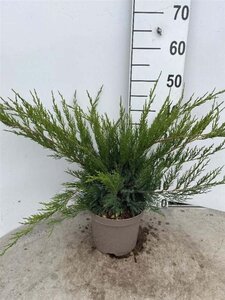 Juniperus pf. 'Mint Julep' 30-40 cm cont. 3,0L - afbeelding 5