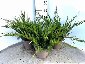 Juniperus pf. 'Mint Julep' 30-40 cm cont. 3,0L - afbeelding 6