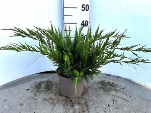 Juniperus pf. 'Mint Julep' 30-40 cm cont. 3,0L - afbeelding 8