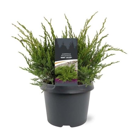 Juniperus pf. 'Mint Julep' 30-40 cm cont. 3,0L - afbeelding 4