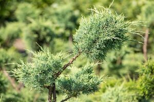 Juniperus pf. 'Pfitzeriana Glauca' 30-40 cm cont. 3,0L - afbeelding 1