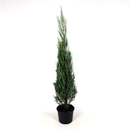 Juniperus s. 'Blue Arrow' 150-175 cm cont. 12L