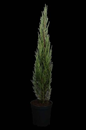 Juniperus s. 'Blue Arrow' 175-200 cm met kluit - afbeelding 1