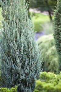 Juniperus s. 'Blue Arrow' 175-200 cm met kluit - afbeelding 2